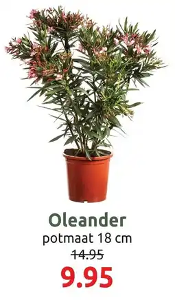 Deka Tuin Oleander aanbieding
