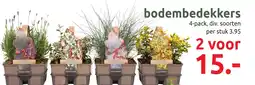 Deka Tuin bodembedekkers aanbieding