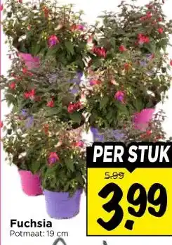 Vomar Voordeelmarkt Fuchsia aanbieding