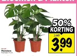 Vomar Voordeelmarkt Monstera aanbieding