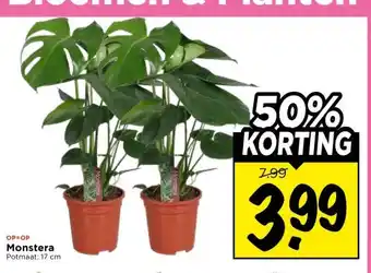 Vomar Voordeelmarkt Monstera aanbieding