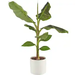 Albert Heijn AH Bananenplant aanbieding
