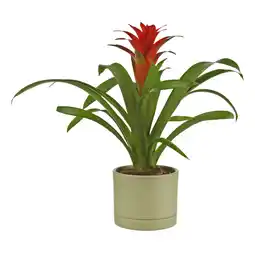 Albert Heijn AH Bromelia aanbieding