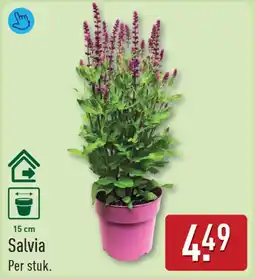 ALDI Salvia aanbieding
