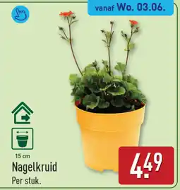 ALDI Nagelkruid aanbieding