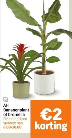Albert Heijn AH Bananenplant of Bromelia aanbieding