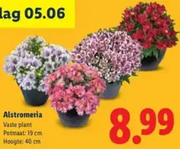 Lidl Alstromeria aanbieding