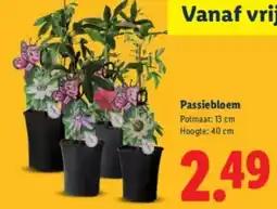 Lidl Passiebloem aanbieding