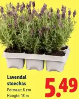 Lidl Lavendel stoechas aanbieding