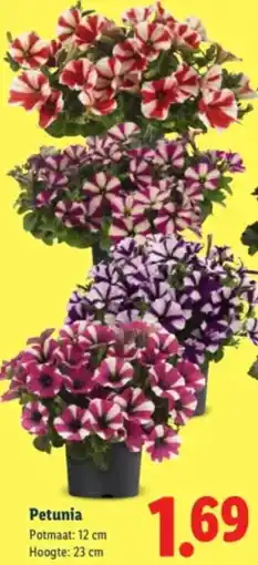 Lidl Petunia aanbieding