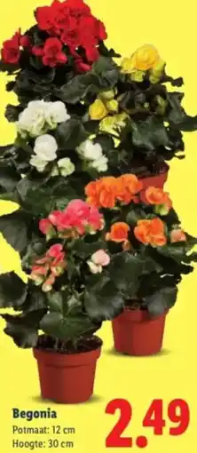 Lidl Begonia aanbieding