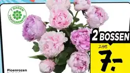 Vomar Voordeelmarkt Pioenrozen Bos 5 stelen aanbieding