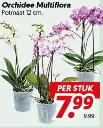 Dekamarkt Orchidee Multiflora aanbieding