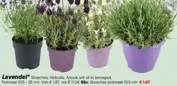 Dekamarkt Lavendel* aanbieding
