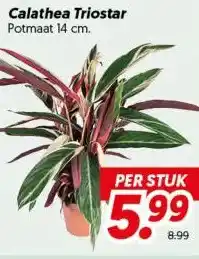 Dekamarkt Calathea Triostar aanbieding