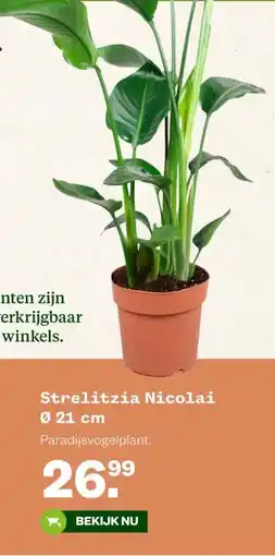 Welkoop Strelitzia Nicolai Ø 21 cm aanbieding