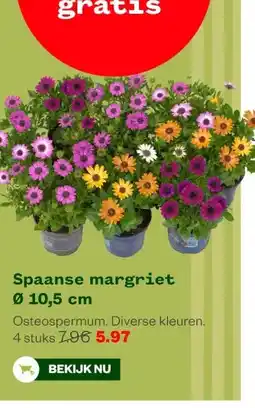 Welkoop Spaanse margriet Ø 10,5 cm aanbieding