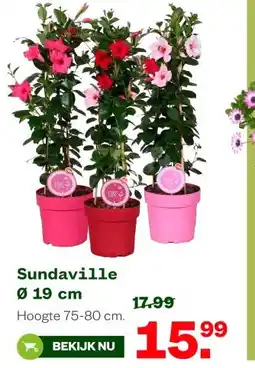 Welkoop Sundaville Ø 19 cm aanbieding