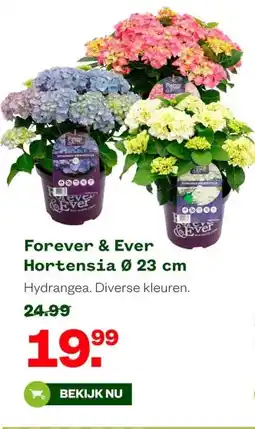 Welkoop Forever & Ever Hortensia Ø 23 cm aanbieding