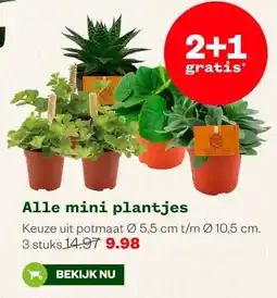 Welkoop Alle mini plantjes aanbieding