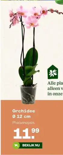 Welkoop Orchidee Ø 12 cm aanbieding