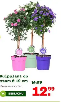 Welkoop Kuipplant op stam Ø 19 cm aanbieding