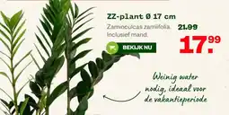 Welkoop ZZ-plant Ø 17 cm aanbieding