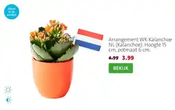 Intratuin Arrangement WK Kalanchoe NL (Kalanchoe). Hoogte 15 cm, potmaat 6 cm. aanbieding