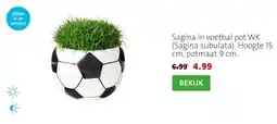 Intratuin Sagina in voetbal pot WK (Sagina subulata). Hoogte 15 cm, potmaat 9 cm. aanbieding