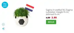 Intratuin Sagina in voetbal NL (Sagina subulata). Hoogte 15 cm, potmaat 6 cm. aanbieding