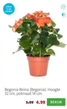 Intratuin Begonia Reina (Begonia). Hoogte 32 cm, potmaat 14 cm. aanbieding