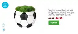 Intratuin Sagina in voetbal pot WK (Sagina subulata). Hoogte 20 cm, potmaat 25 cm. aanbieding
