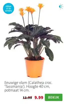 Intratuin Eeuwige vlam (Calathea croc. 'Tassmania'). Hoogte 40 cm, potmaat 14 cm. aanbieding