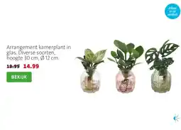 Intratuin Arrangement kamerplant in glas. Diverse soorten, hoogte 30 cm, Ø 12 cm. aanbieding