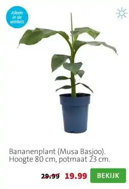 Intratuin Bananenplant (Musa Basjoo). Hoogte 80 cm, potmaat 23 cm. aanbieding