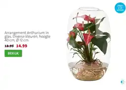 Intratuin Arrangement Anthurium in glas. Diverse kleuren, hoogte 40 cm, Ø 12 cm. aanbieding