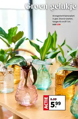 Intratuin Arrangement kamerplant aanbieding
