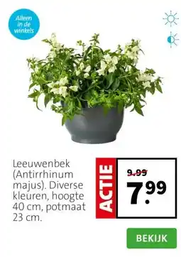 Intratuin Leeuwenbek (Antirrhinum majus). Diverse kleuren, hoogte 40 cm, potmaat 23 cm. aanbieding