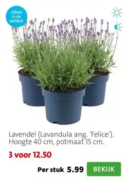 Intratuin Lavendel (Lavandula ang. ‘Felice’). Hoogte 40 cm, potmaat 15 cm. aanbieding