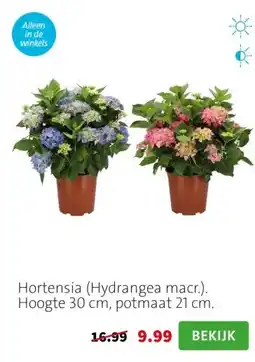 Intratuin Hortensia (Hydrangea macr.). Hoogte 30 cm, potmaat 21 cm. aanbieding