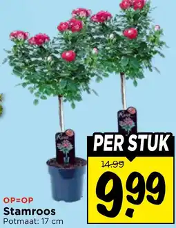 Vomar Voordeelmarkt Stamroos aanbieding