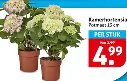 Hoogvliet Kamerhortensia aanbieding