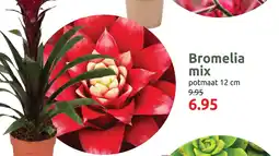Deka Tuin Bromelia mix aanbieding