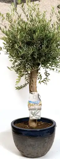 Deka Tuin Olijfboom aanbieding