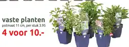 Deka Tuin vaste planten aanbieding