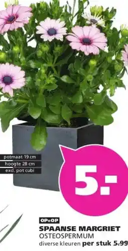 Ranzijn SPAANSE MARGRIET aanbieding