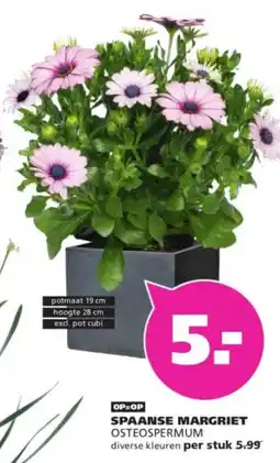 Ranzijn Spaanse Margriet Osteospermum aanbieding