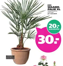 Ranzijn Waaierpalm XL Trachycarpus Fortunei aanbieding