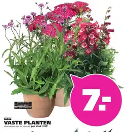 Ranzijn Vaste Planten aanbieding