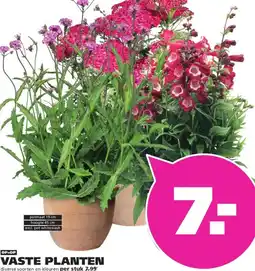 Ranzijn VASTE PLANTEN aanbieding